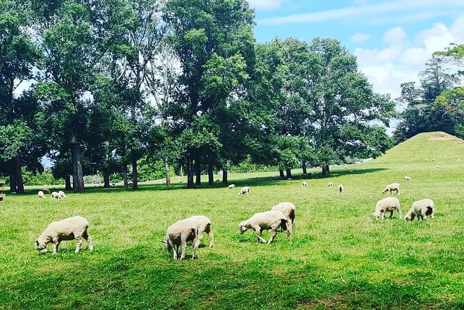 Auckland Nature Tour - Price and value: what $191 covers, and what to plan for