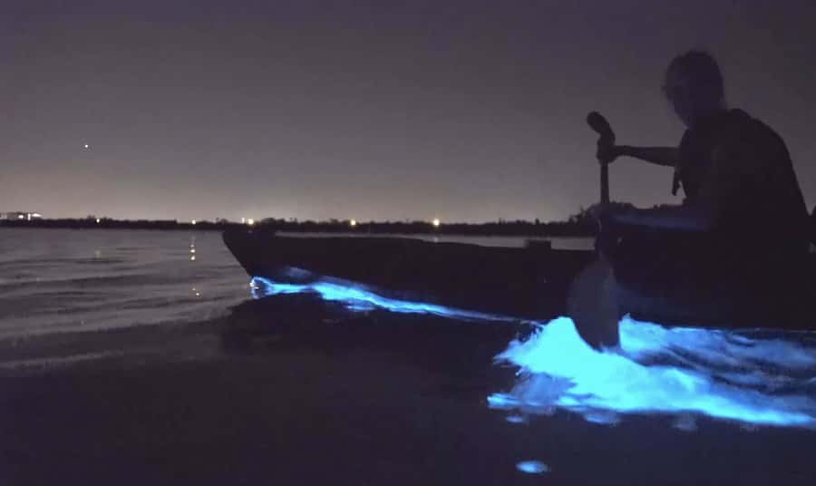 Auckland: Night Kayak Tour in Glowing Bioluminescent Waters - Key moments you will remember
