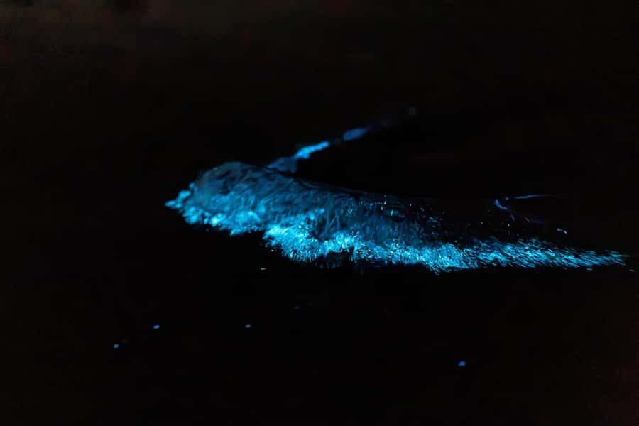 Auckland: Night Kayak Tour in Glowing Bioluminescent Waters - Finding the best glow spots with pro guidance