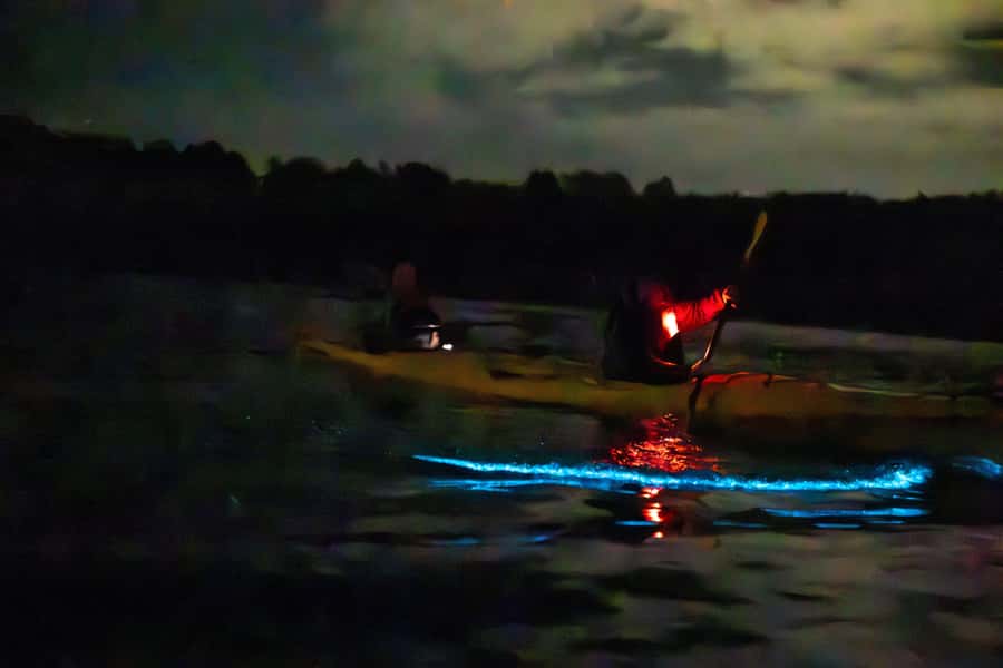 Auckland: Night Kayak Tour in Glowing Bioluminescent Waters - The science explanation, without killing the magic