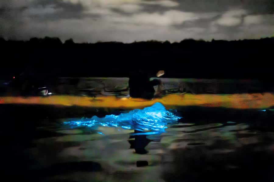 Auckland: Night Kayak Tour in Glowing Bioluminescent Waters - Price and value: does $56 feel fair?