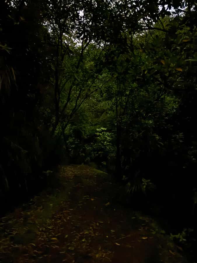 Auckland North Shore Glowworm Tour - Key highlights I think you will care about