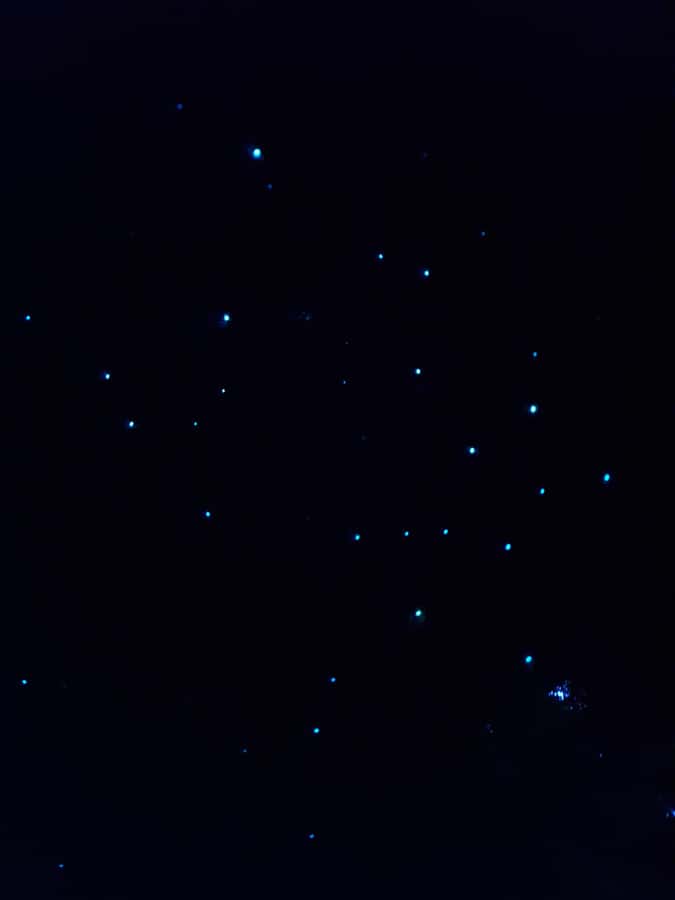 Auckland North Shore Glowworm Tour - Meeting at Hairluxx Boutique, then into Awaruku Reserve after dusk
