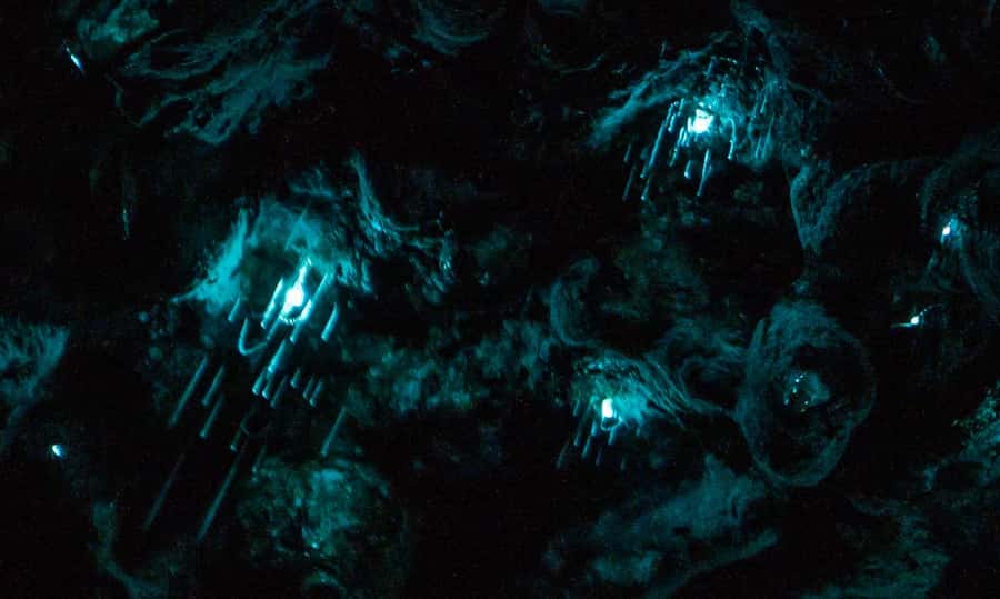 Auckland North Shore Glowworm Tour - The glowworm moment: Arachnocampa luminosa up close in blue-green light