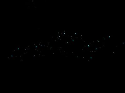 Auckland North Shore Glowworm Tour