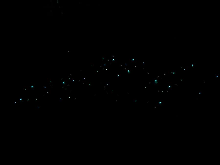 Auckland North Shore Glowworm Tour - Awaruku Reserve: kauri, nikau, and why this forest matters