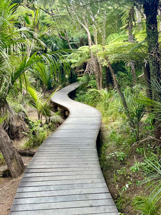 Auckland: Piha Beach, Rainforest, & Mount Eden Private Tour - Mt Eden at the end: 360-degree payoff from a volcanic cone