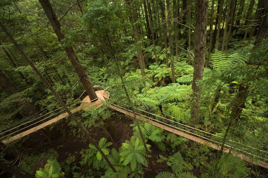 Auckland: Rotorua Highlights w WaiOTapu & Redwoods Treewalk - Who this tour fits best, and who should skip it