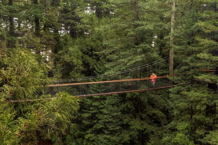 Auckland: Rotorua Highlights w WaiOTapu & Redwoods Treewalk - Should you book this Auckland to Rotorua Highlights day trip?