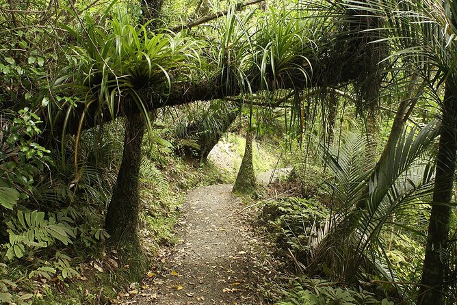 Auckland's Wild West Coast & Black Sand Beaches Tour inc Lunch - Pacing, Packing, and Who This Tour Fits Best