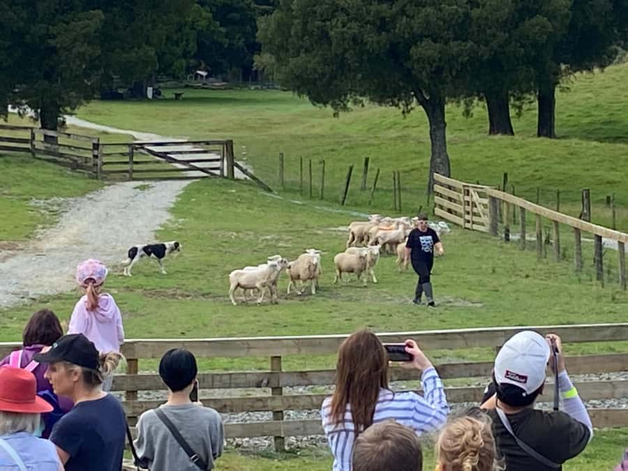 Auckland: Sheepworld, Honey Centre, & Kauri Trail Tour - Key highlights you should care about