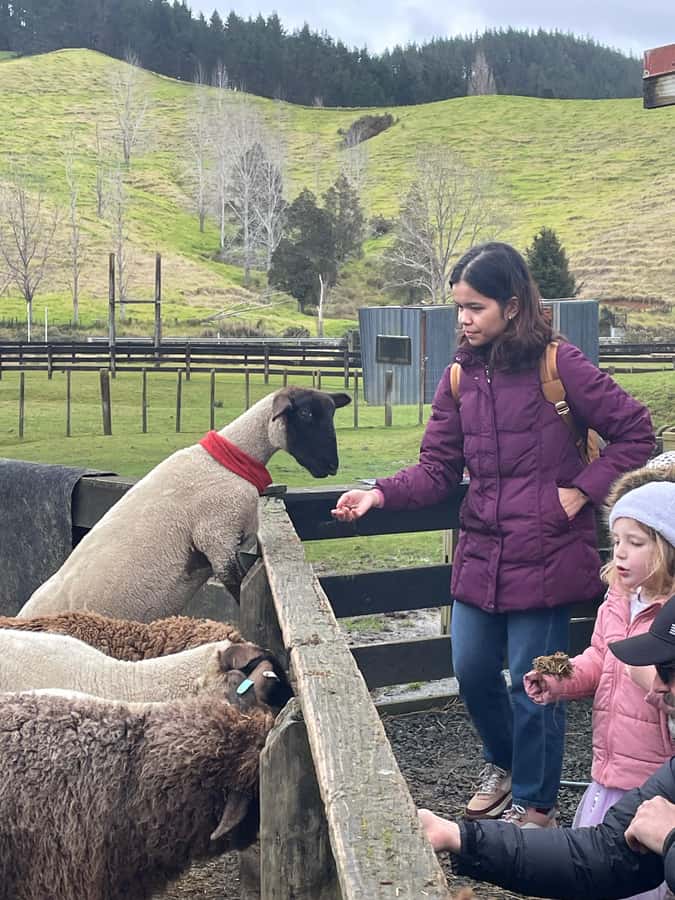 Auckland: Sheepworld, Honey Centre, & Kauri Trail Tour - Auckland to Warkworth by minivan: the drive, the pace, the stops