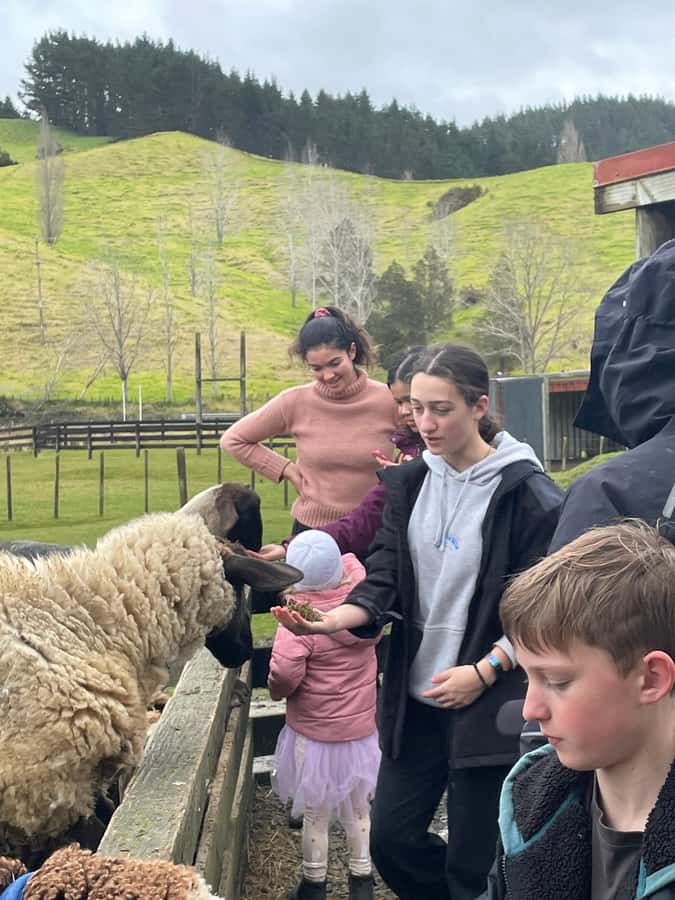 Auckland: Sheepworld, Honey Centre, & Kauri Trail Tour - Sheepworld Show Barn: sheepdogs, shearing, and feeding lambs