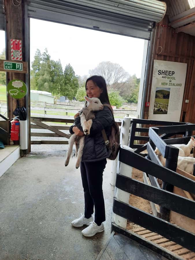 Auckland: Sheepworld, Honey Centre, & Kauri Trail Tour - The “extra stops” along the way: shopping, wildlife viewing, and a coffee break