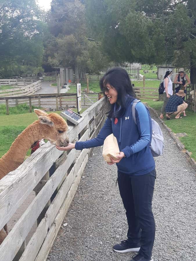 Auckland: Sheepworld, Honey Centre, & Kauri Trail Tour - Booking advice: should you book the Sheepworld, Honey Centre, and Kauri Trail tour?