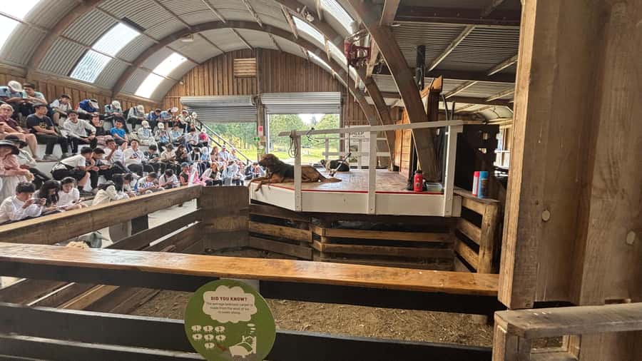 Auckland: Sheepworld, Honey Centre, & Kauri Trail Tour - FAQ