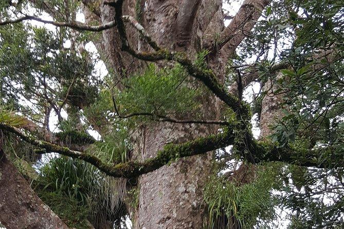 Auckland Sights Exclusive 8 Hour Luxury Day Tour - Auckland Domain: a volcano park break with real character
