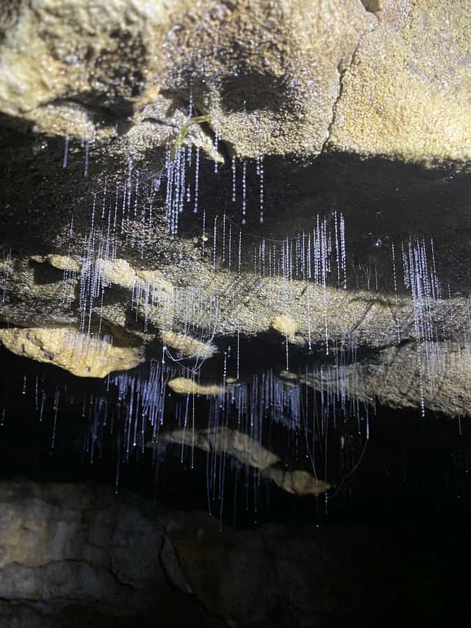 Auckland: Spellbound Glowworm Caves Explorer Tour - Otorohanga break, and the lunch plan is on you