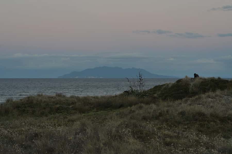 Auckland (Tawharanui): Wild Kiwi Bird Spotting Encounter - The drive, the walk, and why pacing matters