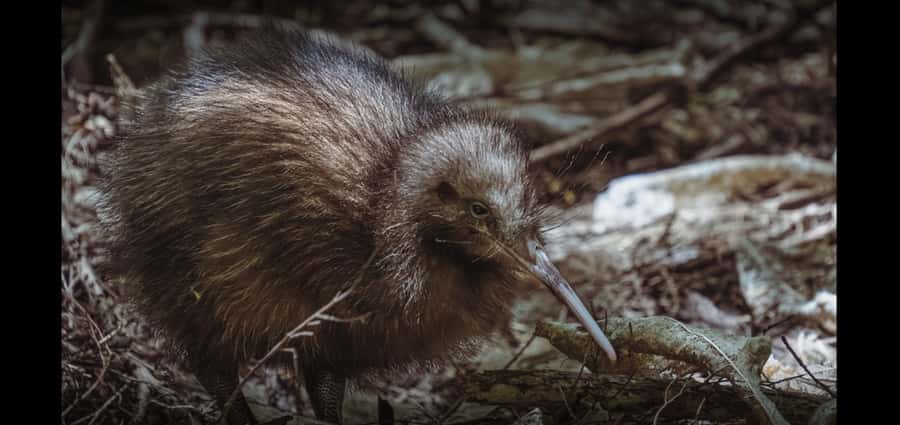 Auckland (Tawharanui): Wild Kiwi Bird Spotting Encounter - Overnight glamping: what changes when the night continues