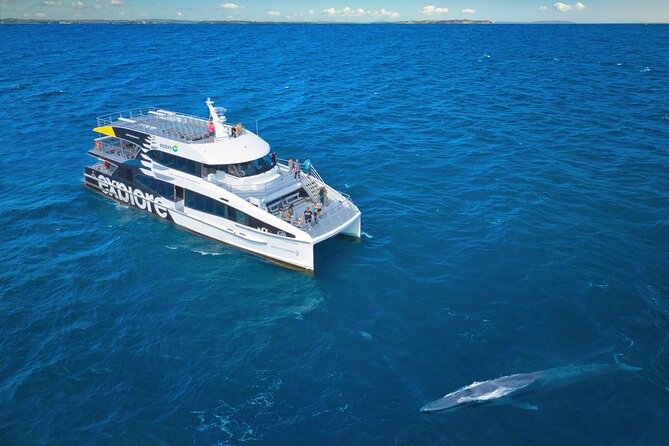 Auckland: Tikapa Moana Dolphin, Whale and Island Cruise - Marine Mammal Viewing from the Auckland Viaduct: what the day feels like