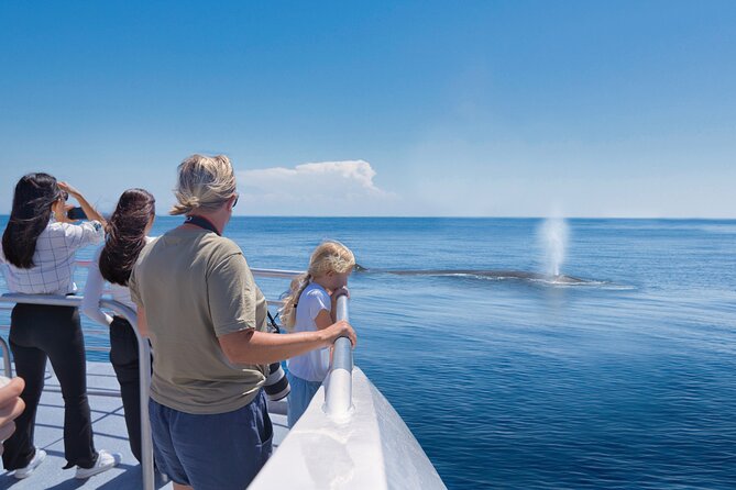 Auckland: Tikapa Moana Dolphin, Whale and Island Cruise - Stop 1 in the Hauraki Gulf: searching for whales, dolphins, seals, and birds