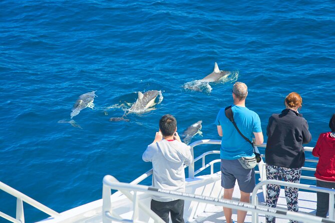 Auckland: Tikapa Moana Dolphin, Whale and Island Cruise - Who should book this cruise, and who should adjust expectations