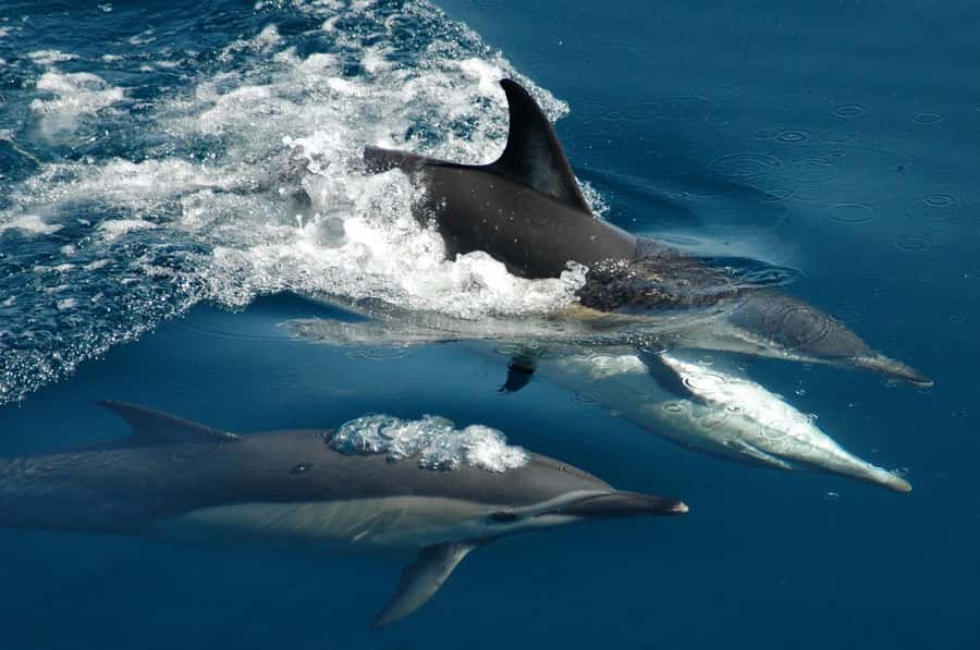 Auckland: Tikapa Moana Whales, Dolphins and Islands Cruise - Key things I’d circle on this Tikapa Moana cruise