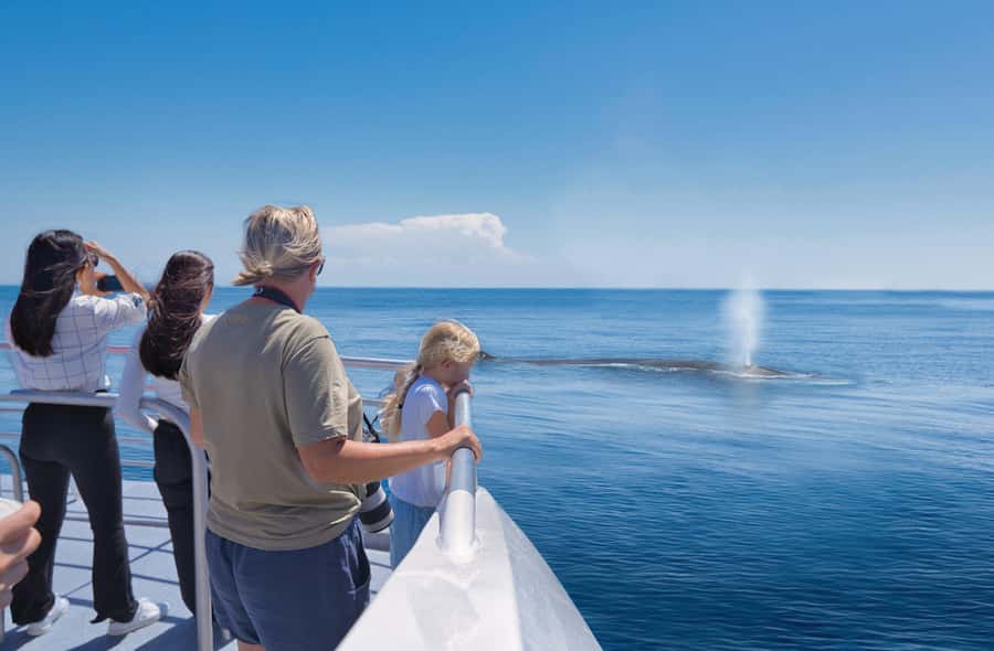 Auckland: Tikapa Moana Whales, Dolphins and Islands Cruise - Why Tikapa Moana feels more than a quick harbor loop