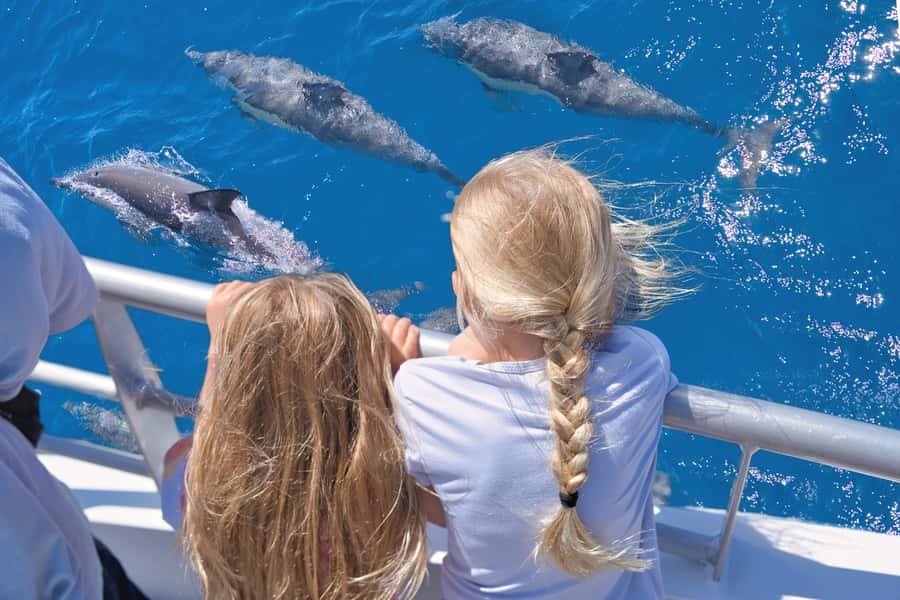 Auckland: Tikapa Moana Whales, Dolphins and Islands Cruise - Your marine mammal search: how the guarantee changes the risk