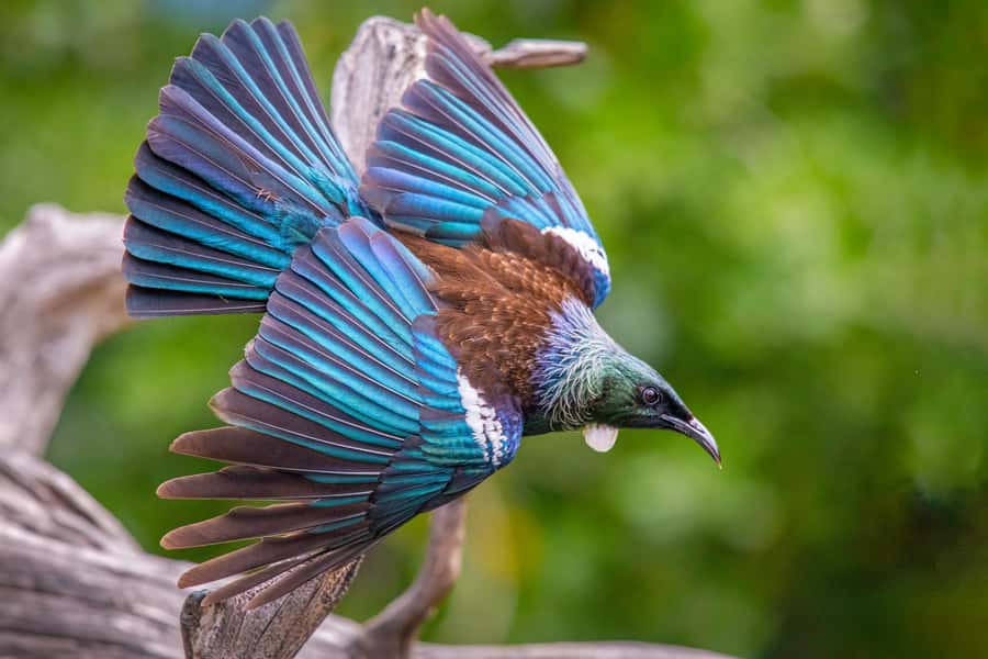 Auckland: Tiritiri Matangi Island Ferry - Tiritiri Matangi day trip, quick highlights