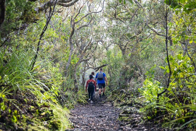 Auckland to Rangitoto Island Ferry - What to Pack for a No-Shop Island Day
