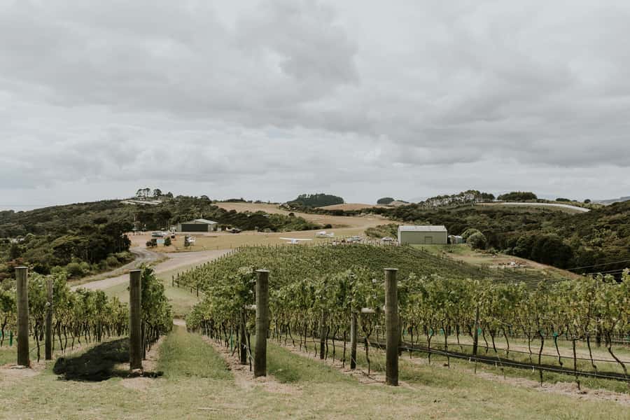 Auckland: Waiheke Island Wine and Food Tasting with Flights - Price and value at $388 per person