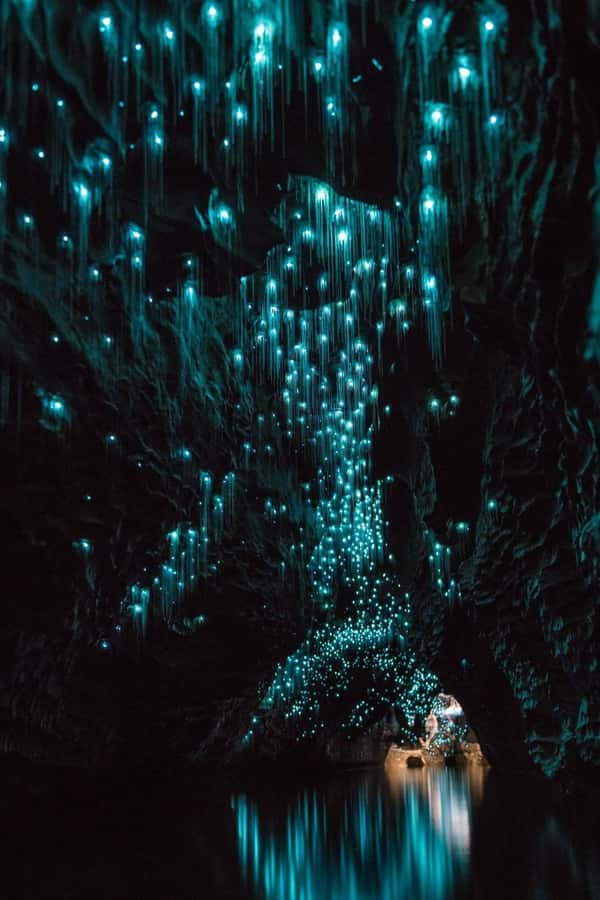 Auckland: Waitomo Caves & Rotorua - Te Puia Small-Group Tour - Key highlights to watch for