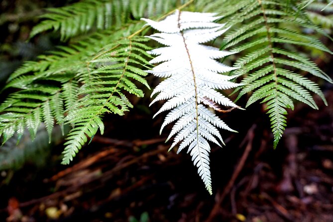 Auckland West Coast Half-Day Private Tour - Value Check: Is $176.27 Per Person Worth It?