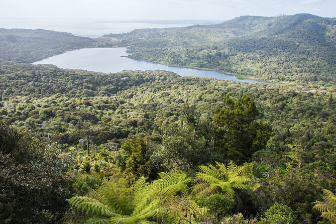 Auckland West Coast Half-Day Private Tour - Piha Beach Walk: Black Sand, Lion Rock, and Gannets