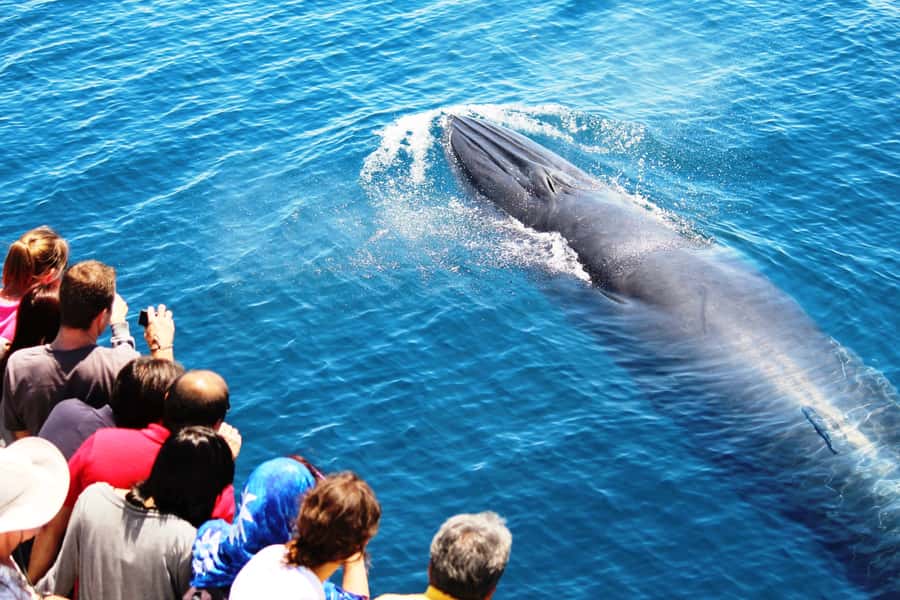 Auckland: Whale and Dolphin Watching Half-Day Eco Cruise - Key things that make this cruise worth your time