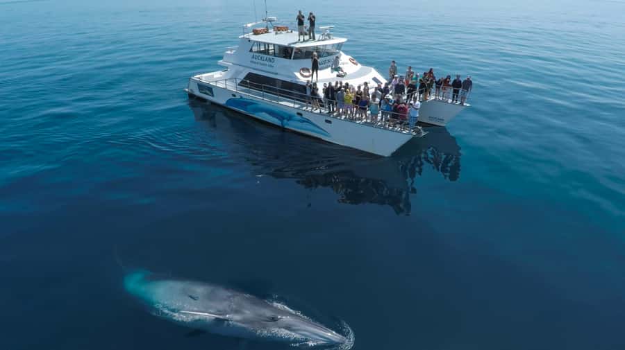 Auckland: Whale and Dolphin Watching Half-Day Eco Cruise - Setting Sail From Eastern Viaduct Marina, Rangitoto in Your First Look