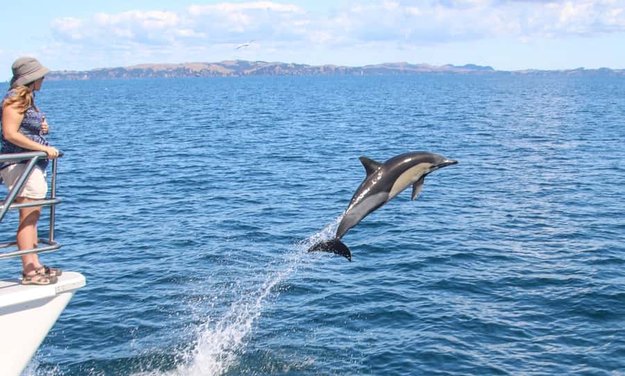 Auckland: Whale and Dolphin Watching Half-Day Eco Cruise - Wildlife Viewing in Hauraki Gulf Marine Park, What You’re Likely to See