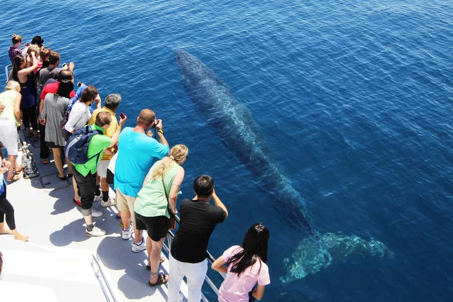 Auckland: Whale and Dolphin Watching Half-Day Eco Cruise - Conservation Funding You Can Actually Feel Good About