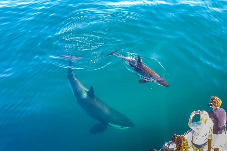 Auckland: Whale and Dolphin Watching Half-Day Eco Cruise - Weather Reality: When the Sea Turns, You Still Get Options