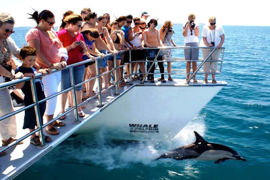 Auckland: Whale and Dolphin Watching Half-Day Eco Cruise - Who This Cruise Fits Best, and Who Might Prefer Another Option