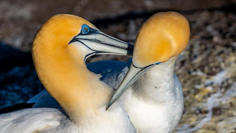 Auckland: Wild West Coast, Black Sand Beaches Tour inc Lunch - Key things to know before you go