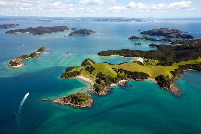 Bay of Islands Cruise & Island Tour - Snorkel, Hike,Swim,Wildlife - Wildlife spotting is the point, not the side show