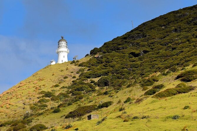 Bay of Islands Cruise & Island Tour - Snorkel, Hike,Swim,Wildlife - Who this Bay of Islands cruise suits best