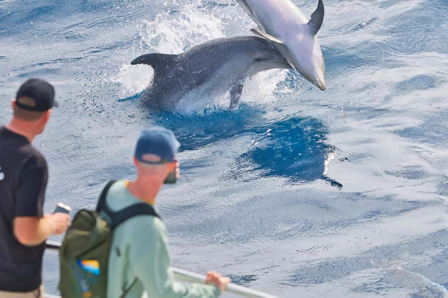 Bay of Islands: Discover the Bay Cruise with Island Lunch - Hole in the Rock, and why calm seas are everything