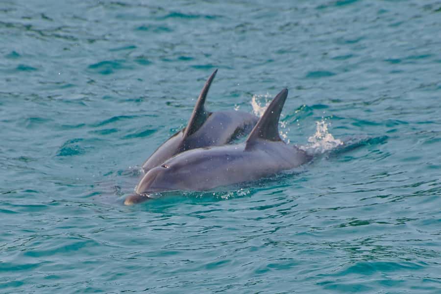 Bay of Islands: Discover the Bay Cruise with Island Lunch - Practical tips to get the best day on the water