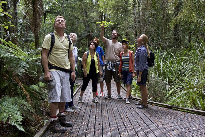 Bay of Islands Shore Excursion: Puketi Rainforest Guided Walk - Key points to know before you go