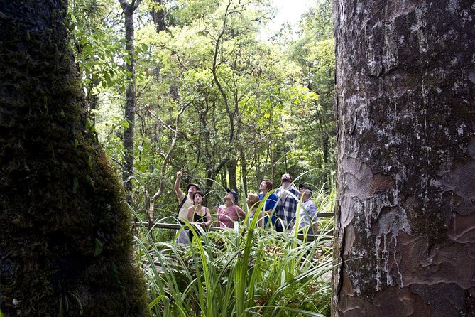 Bay of Islands Shore Excursion: Puketi Rainforest Guided Walk - From Waitangi Wharf to Puketi Nature Trail, what the half-day really feels like