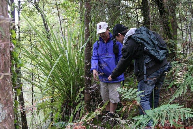 Bay of Islands Shore Excursion: Puketi Rainforest Guided Walk - Kauri giants and Maori legends, what you are actually learning on the walk